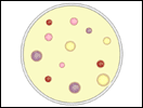 Antibiotic Producers