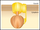 ATP Synthase