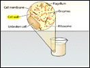 Cell Fractionation Animation