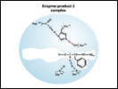 Chymotrypsin