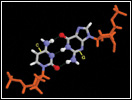 Click to view animation about The Structure of DNA