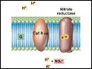 Electron Transport