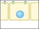 Click to view animation about Extracellular Signaling