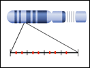 Human Genome