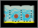 Intermediate Filaments