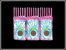 Click to view animation about Intermediate Filaments