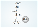 Isocitrate Dehydrogenase