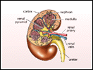 The Kidney