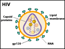 Life Cycle of HIV