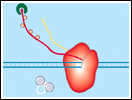 mRNA