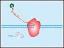 Click to view animation about the Life Cycle of an mRNA