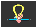 mRNA Splicing