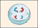 Click to view animation about Meiosis