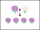 Mendel's Experiments