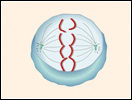 Click to view animation about mitosis