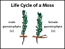 Life Cycle of a Moss