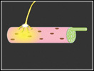 Click to view animation about Muscle Contraction