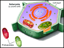 Cellular Organelles