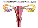Ovarian and Uterine Cycles