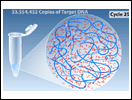 PCR