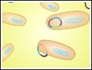 Plasmid Cloning