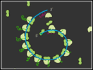 Polyribosomes