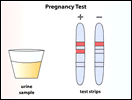 Pregnancy Test