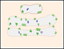 Click to view animation about Protein Secretion