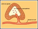 Extracellular Signaling