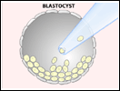 Human ES Cells