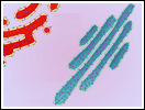 Vesicle Budding and Fusing