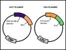 Yeast Two-Hybrid