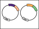 Click to view animation about the Yeast Two-Hybrid System