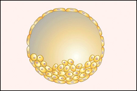 drawing of a blastula