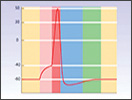 Click to view animation about Action Potentials