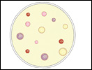 Click to view animation about the Isolation and Screening of Antibiotic Producers
