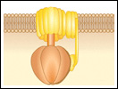 Click to view animation about the ATP Synthase Mechanism