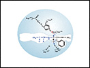 Click to view animation about the chymotrypsin mechanism