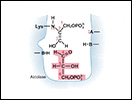 Click to view animation about the Class I Aldolase Reaction