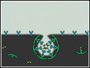 Click to view animation about Receptor-mediated Endocytosis