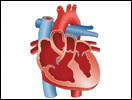 Click to view animation about Blood Flow through the Human Heart