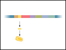 Click to view animation about The lac Operon