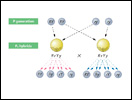 Click to view animation about Mendel's Law of Independent Assortment and Gamete Diversity