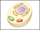 Click to view animation about the evolution of cellular organelles