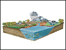 Click to view animation about the phosphorus cycle