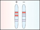 Click to view animation about How a Pregnancy Test Works