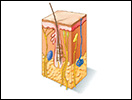 Click to view animation about Receptors of the Skin