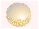 Click to view animation about human embryonic stem cells