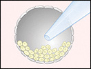 Click to view animation about Human Embryonic Stem Cells