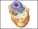 Click to view animation about Vesicle Budding and Fusing